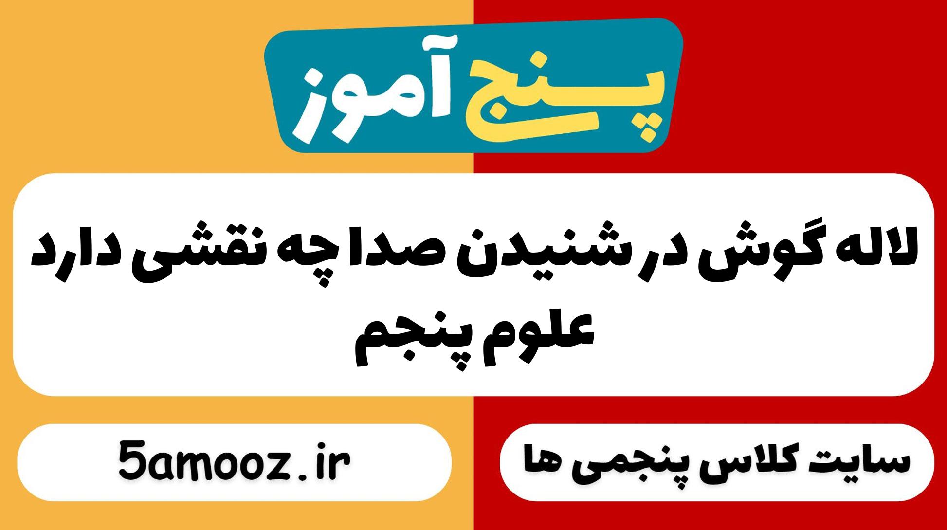 لاله گوش در شنیدن صدا چه نقشی دارد